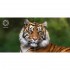 Проектор Acer QH31S pink (MR.JYQ11.001)